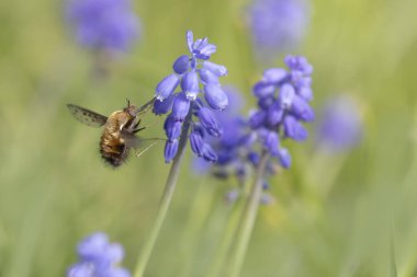 Orta Arı Sineği Bombylius Medius baharın başında uçuyor