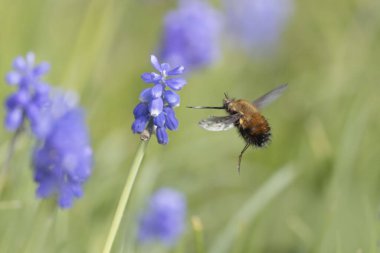 Orta Arı Sineği Bombylius Medius baharın başında uçuyor