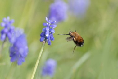 Orta Arı Sineği Bombylius Medius baharın başında uçuyor