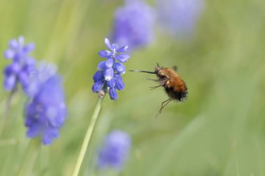 Orta Arı Sineği Bombylius Medius baharın başında uçuyor