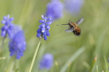 Orta Arı Sineği Bombylius Medius baharın başında uçuyor