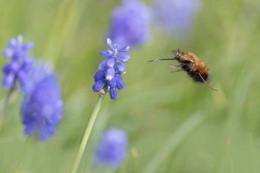 Orta Arı Sineği Bombylius Medius baharın başında uçuyor