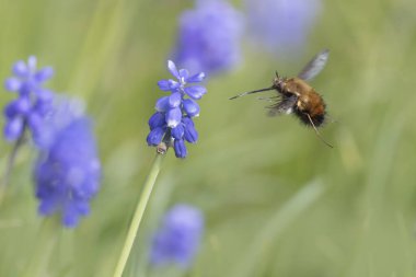 Orta Arı Sineği Bombylius Medius baharın başında uçuyor