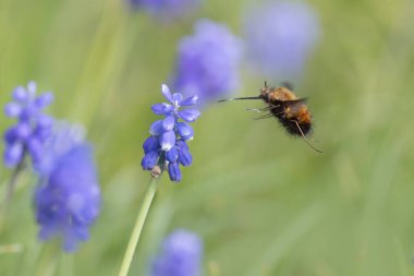 Orta Arı Sineği Bombylius Medius baharın başında uçuyor
