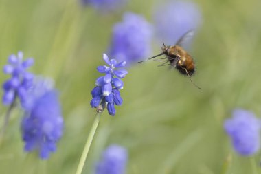 Orta Arı Sineği Bombylius Medius baharın başında uçuyor