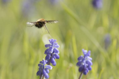 Orta Arı Sineği Bombylius Medius baharın başında uçuyor