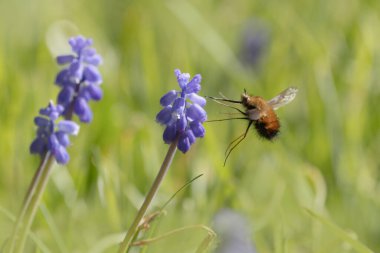Orta Arı Sineği Bombylius Medius baharın başında uçuyor