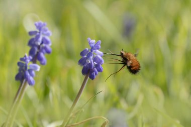 Orta Arı Sineği Bombylius Medius baharın başında uçuyor