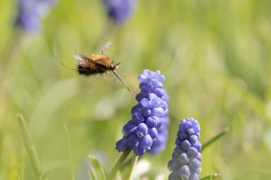 Orta Arı Sineği Bombylius Medius baharın başında uçuyor