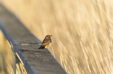 Bluethroat Luscinia svevica Normandie, Fransa