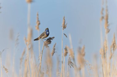 Bluethroat Luscinia svevica Normandie, Fransa