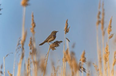 Bluethroat Luscinia svevica Normandie, Fransa