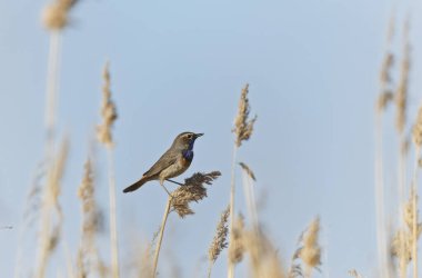 Bluethroat Luscinia svevica Normandie, Fransa