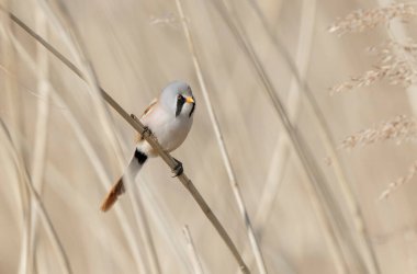 Bearded Tit Panurus biarmicus sitting on reed in Normandie, France