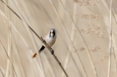 Bearded Tit Panurus biarmicus sitting on reed in Normandie, France