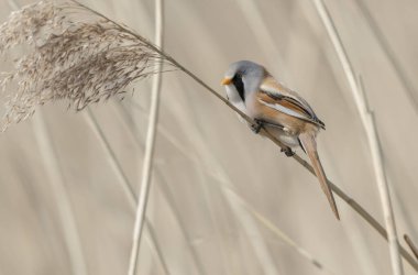 Bearded Tit Panurus biarmicus sitting on reed in Normandie, France