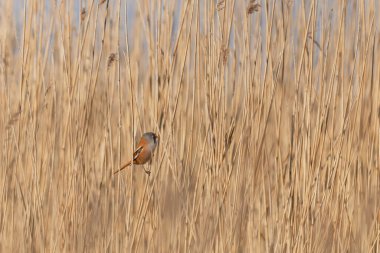 Bearded Tit Panurus biarmicus sitting on reed in Normandie, France