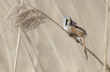 Bearded Tit Panurus biarmicus sitting on reed in Normandie, France