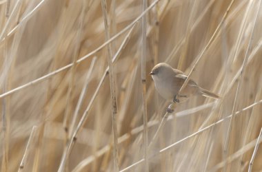 Bearded Tit Panurus biarmicus sitting on reed in Normandie, France