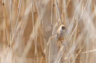 Bearded Tit Panurus biarmicus sitting on reed in Normandie, France