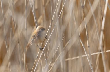 Bearded Tit Panurus biarmicus sitting on reed in Normandie, France