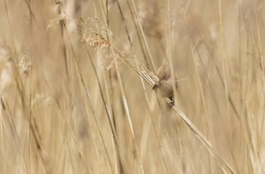 Bearded Tit Panurus biarmicus sitting on reed in Normandie, France