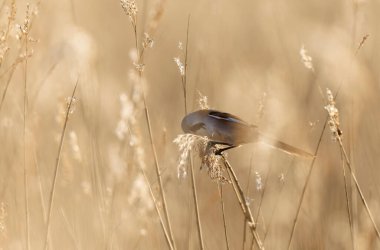 Bearded Tit Panurus biarmicus sitting on reed in Normandie, France