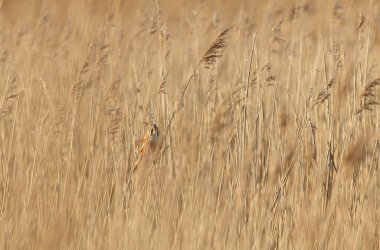 Bearded Tit Panurus biarmicus sitting on reed in Normandie, France