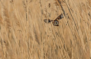 Bearded Tit Panurus biarmicus sitting on reed in Normandie, France