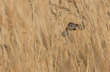 Bearded Tit Panurus biarmicus sitting on reed in Normandie, France