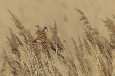 Bearded Tit Panurus biarmicus sitting on reed in Normandie, France