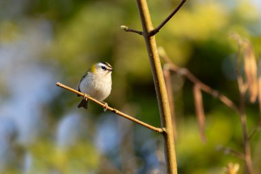 Orta Fransa 'da yaygın Firecrest Regulus ignicapilla şarkısı ya da tünemesi