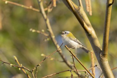 Orta Fransa 'da yaygın Firecrest Regulus ignicapilla şarkısı ya da tünemesi