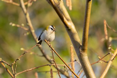 Orta Fransa 'da yaygın Firecrest Regulus ignicapilla şarkısı ya da tünemesi