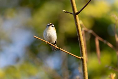 Orta Fransa 'da yaygın Firecrest Regulus ignicapilla şarkısı ya da tünemesi