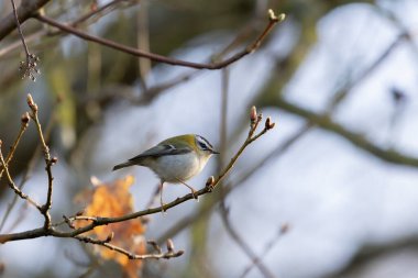 Orta Fransa 'da yaygın Firecrest Regulus ignicapilla şarkısı ya da tünemesi