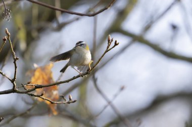 Orta Fransa 'da yaygın Firecrest Regulus ignicapilla şarkısı ya da tünemesi