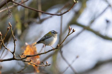 Orta Fransa 'da yaygın Firecrest Regulus ignicapilla şarkısı ya da tünemesi