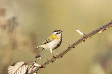 Orta Fransa 'da yaygın Firecrest Regulus ignicapilla şarkısı ya da tünemesi