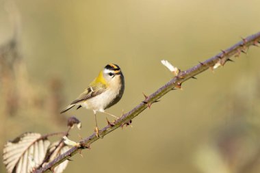 Orta Fransa 'da yaygın Firecrest Regulus ignicapilla şarkısı ya da tünemesi