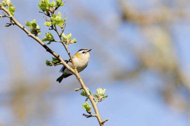 Orta Fransa 'da yaygın Firecrest Regulus ignicapilla şarkısı ya da tünemesi