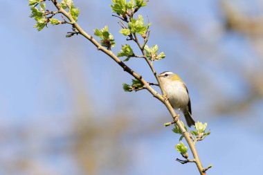 Orta Fransa 'da yaygın Firecrest Regulus ignicapilla şarkısı ya da tünemesi