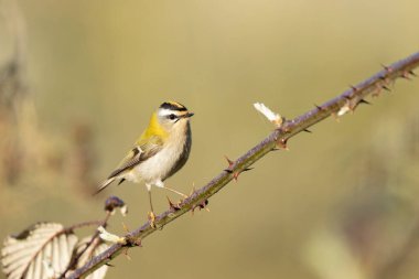 Orta Fransa 'da yaygın Firecrest Regulus ignicapilla şarkısı ya da tünemesi