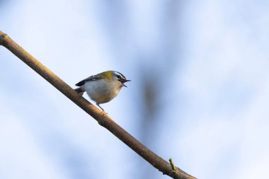 Orta Fransa 'da yaygın Firecrest Regulus ignicapilla şarkısı ya da tünemesi