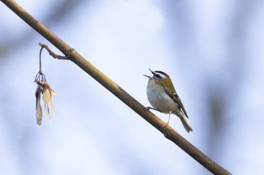Orta Fransa 'da yaygın Firecrest Regulus ignicapilla şarkısı ya da tünemesi