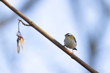 Orta Fransa 'da yaygın Firecrest Regulus ignicapilla şarkısı ya da tünemesi