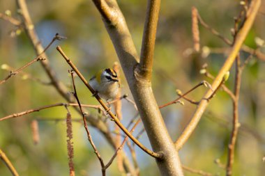 Orta Fransa 'da yaygın Firecrest Regulus ignicapilla şarkısı ya da tünemesi