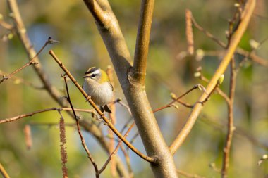 Orta Fransa 'da yaygın Firecrest Regulus ignicapilla şarkısı ya da tünemesi
