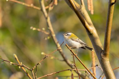 Orta Fransa 'da yaygın Firecrest Regulus ignicapilla şarkısı ya da tünemesi