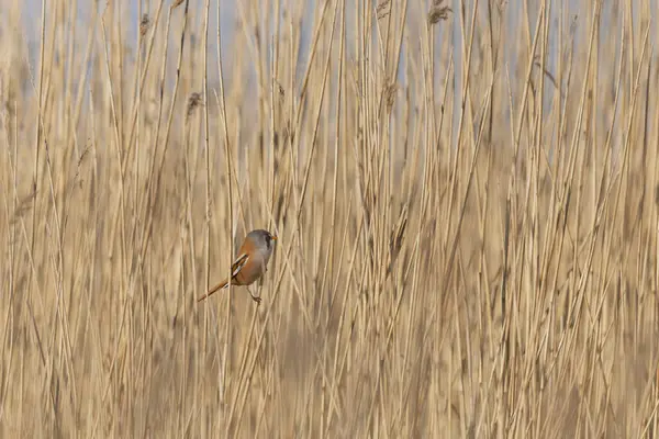 Bearded Tit Panurus biarmicus sitting on reed in Normandie, France